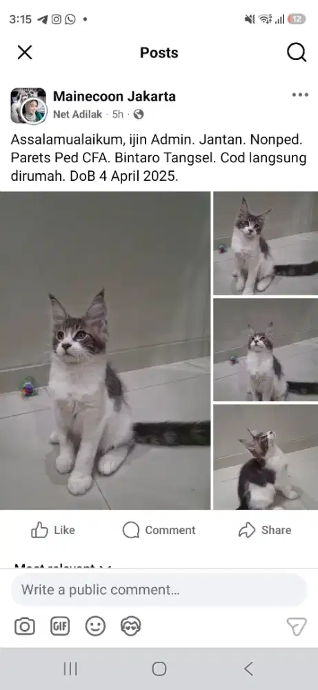 Mainecoon jantan 3 bln jual cepat