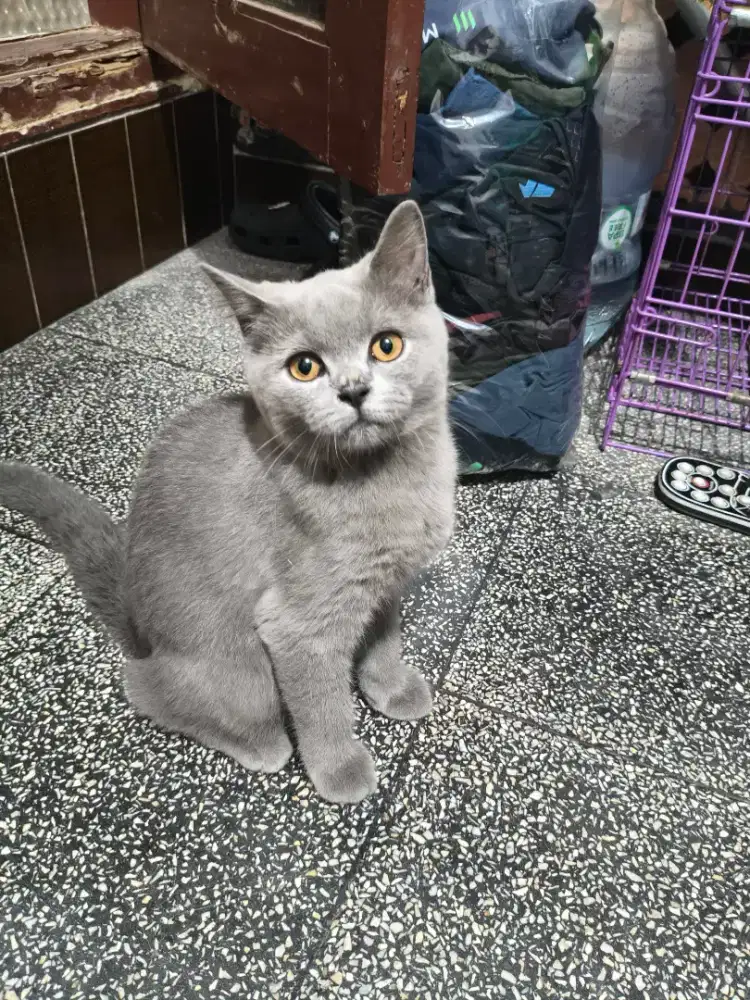 BSH Munchkin NS