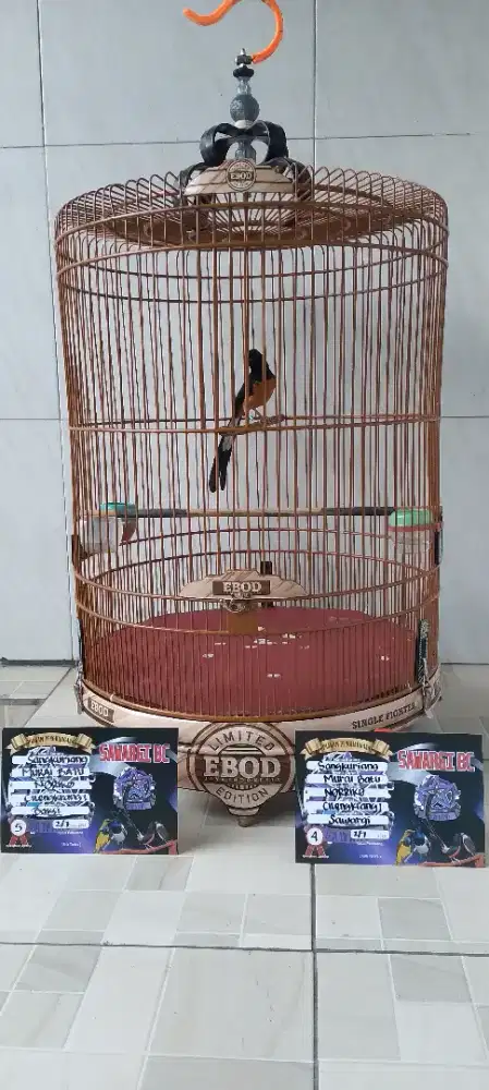 Jual Burung Murai
