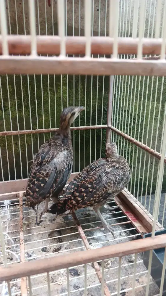 Ayam hutan hijau