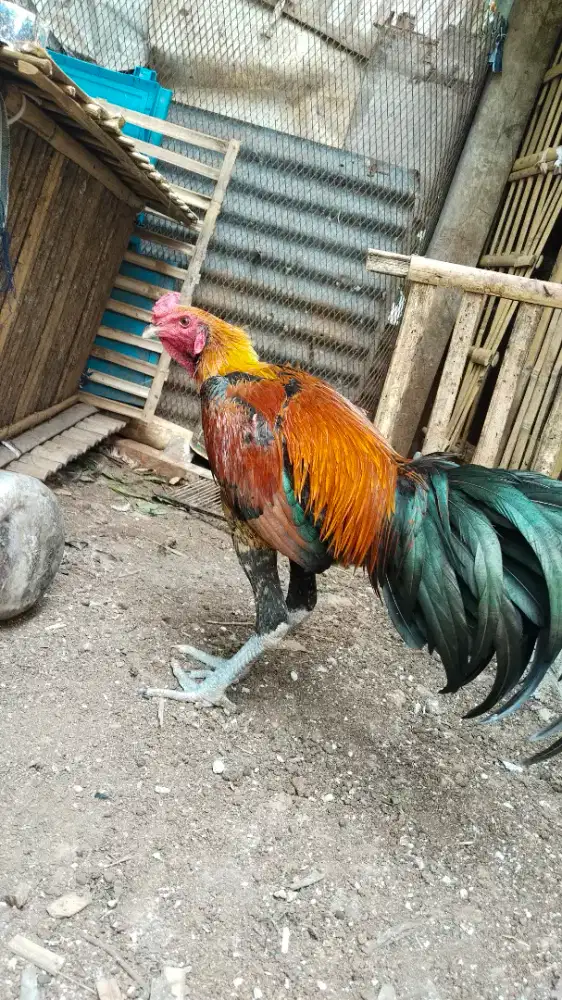 Ayam pelung sepasang