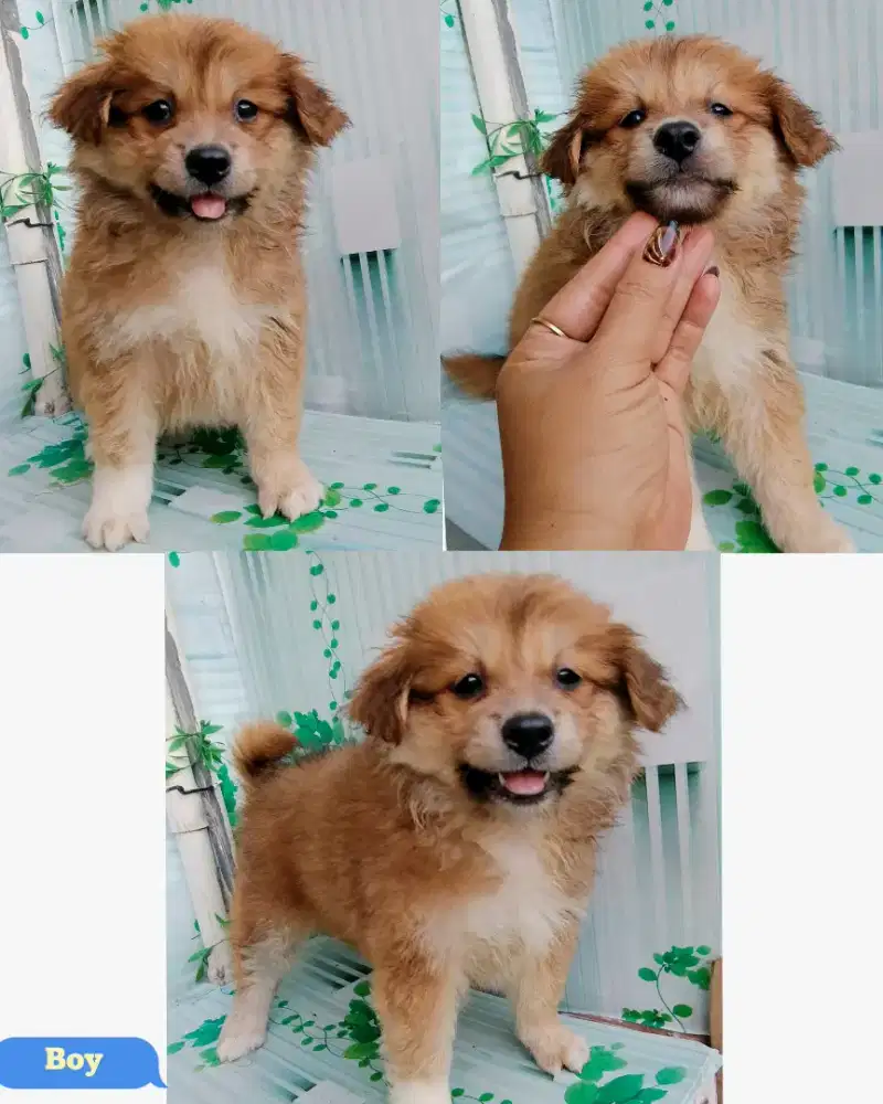 Puppy 2 bulan boy