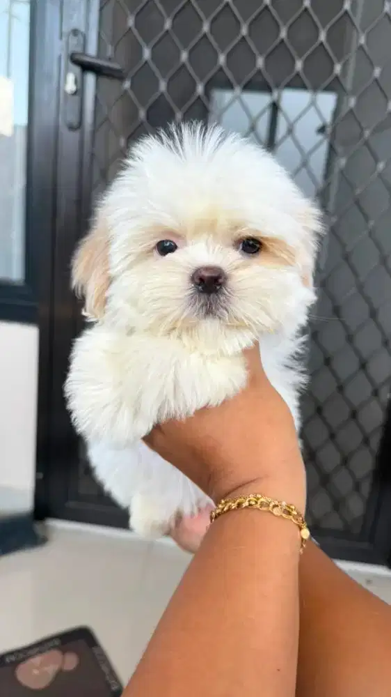 mini shihtzu stb vaksin