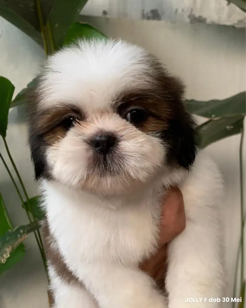 surabaya Anjing shihtzu shih tzu shitzu shitsu sitzhu