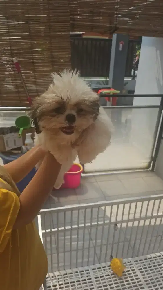 mini shihtzu jantan kosongan