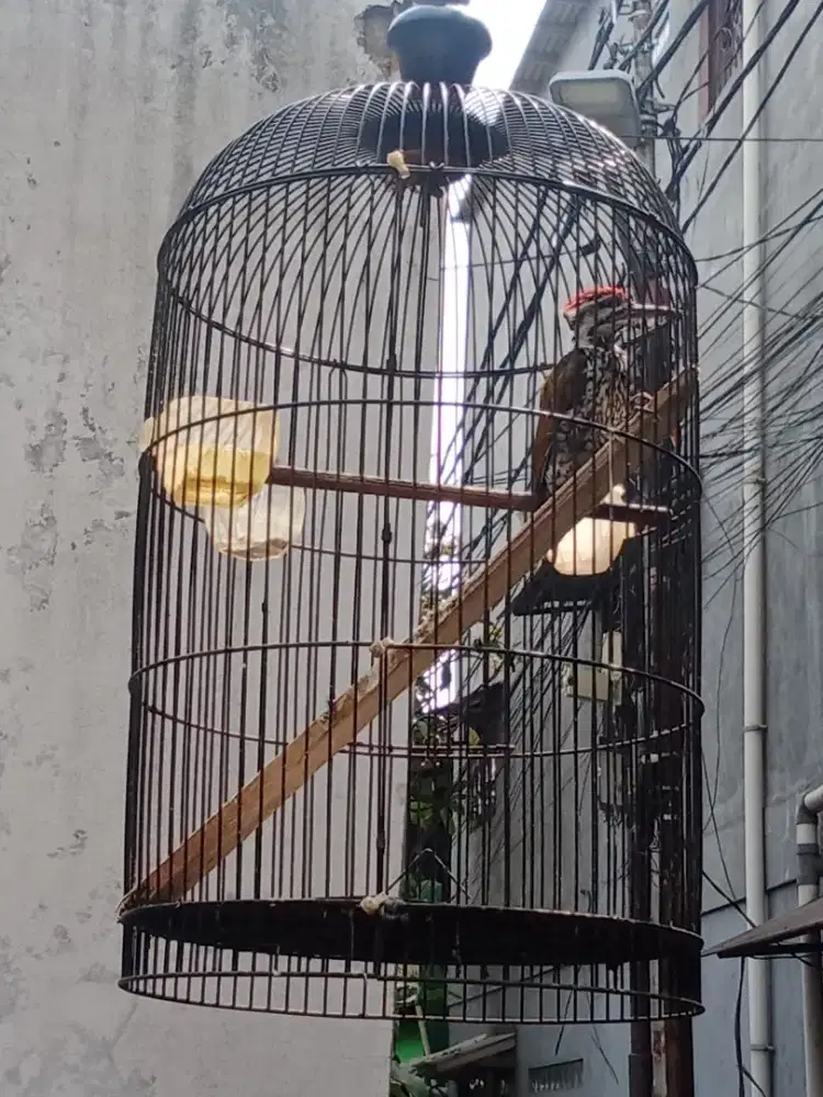 Sangkar besi lovebird