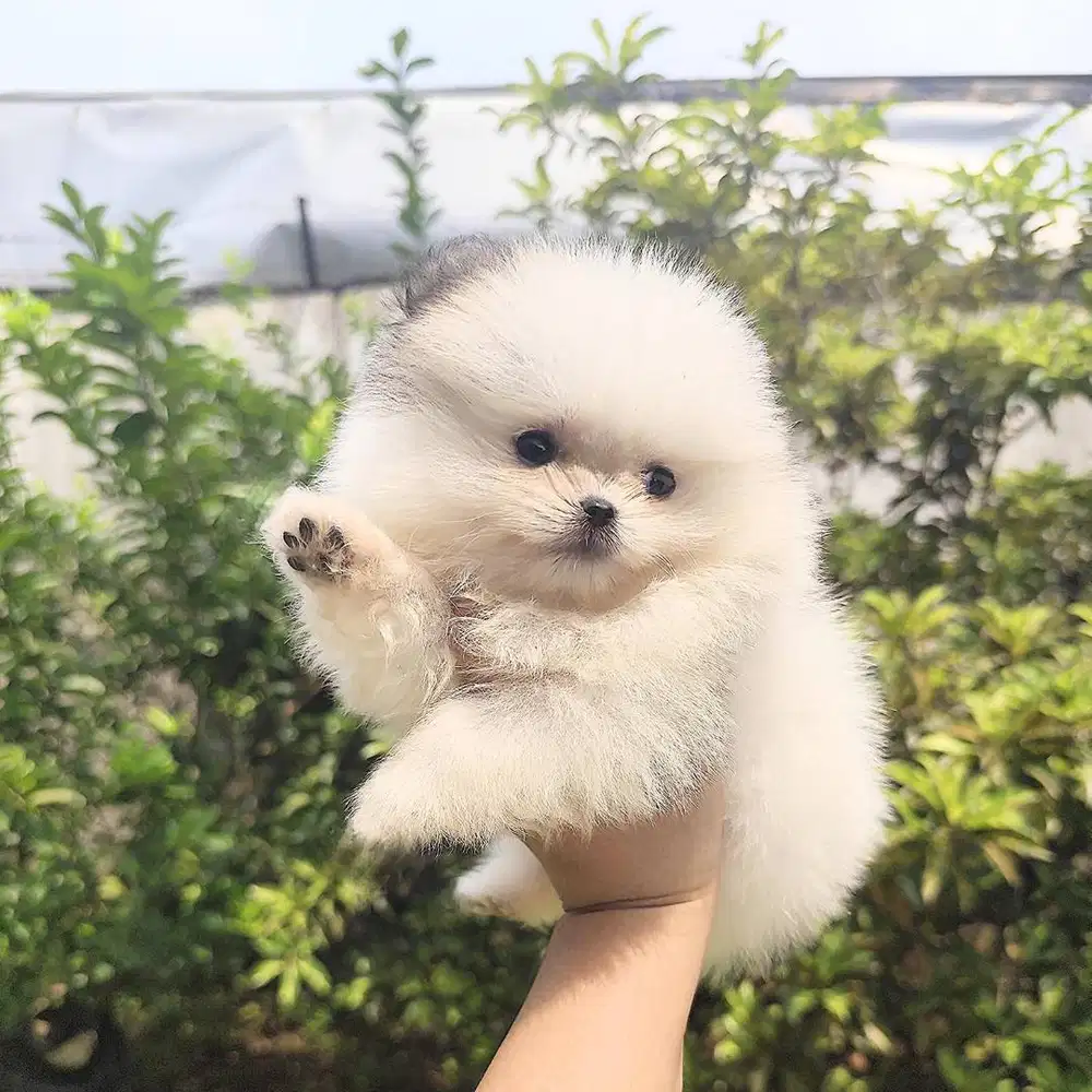 For Sale Pomeranian Puppy | Bali | Healthy | Vaccinated | Ready