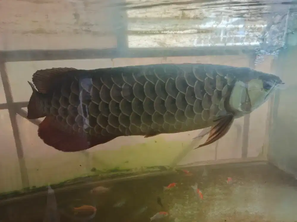 Ikan Arwana Golden Crosback