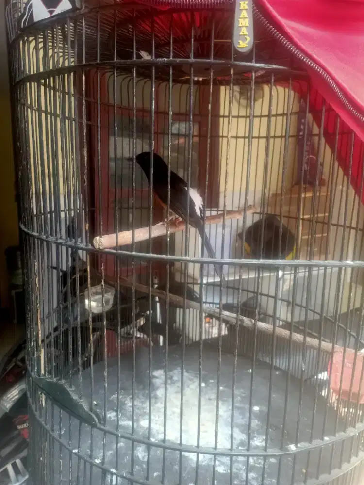 Murai batu dubur lutih