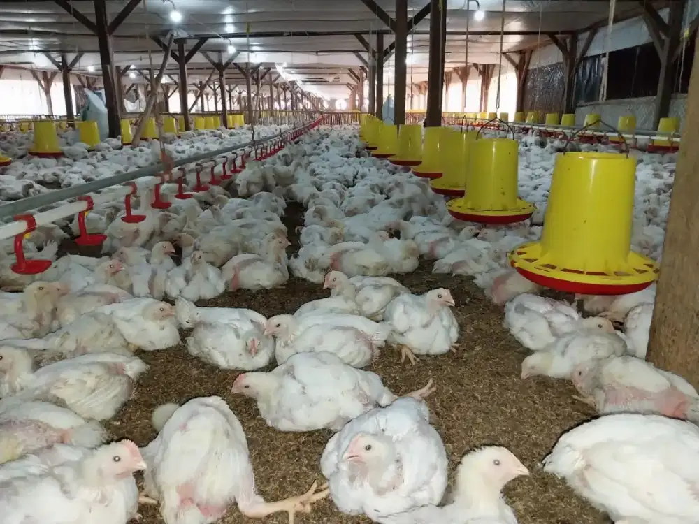 Peternakan ayam broiler close house