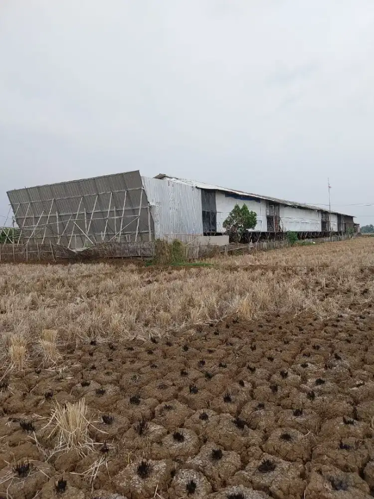 Peternakan ayam broiler close house