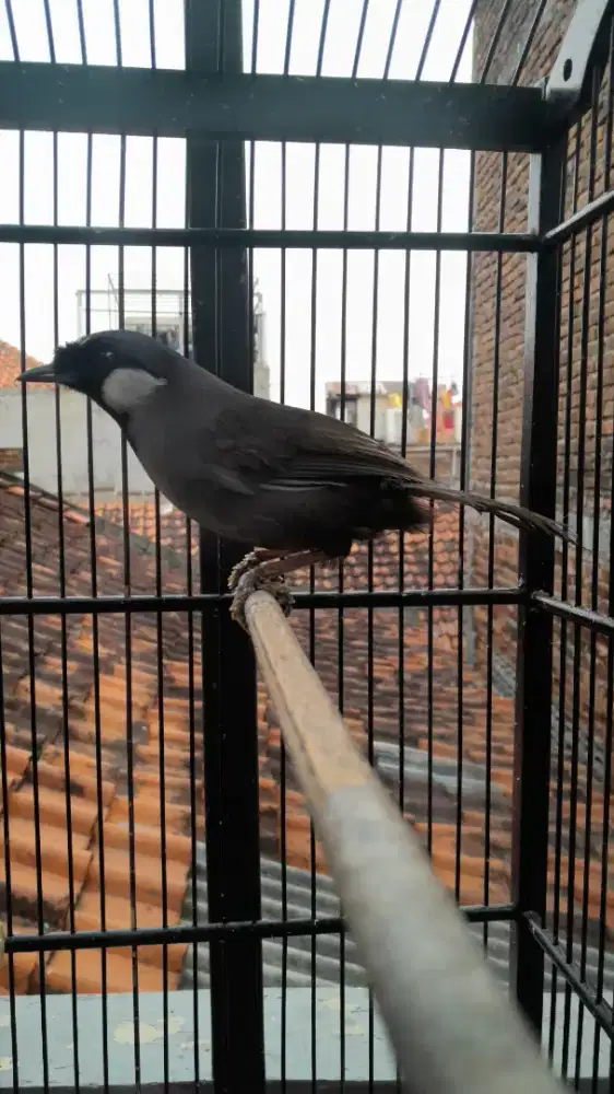 JUAL CEPAT BURUNG POKSAY HONGKONG JANTAN