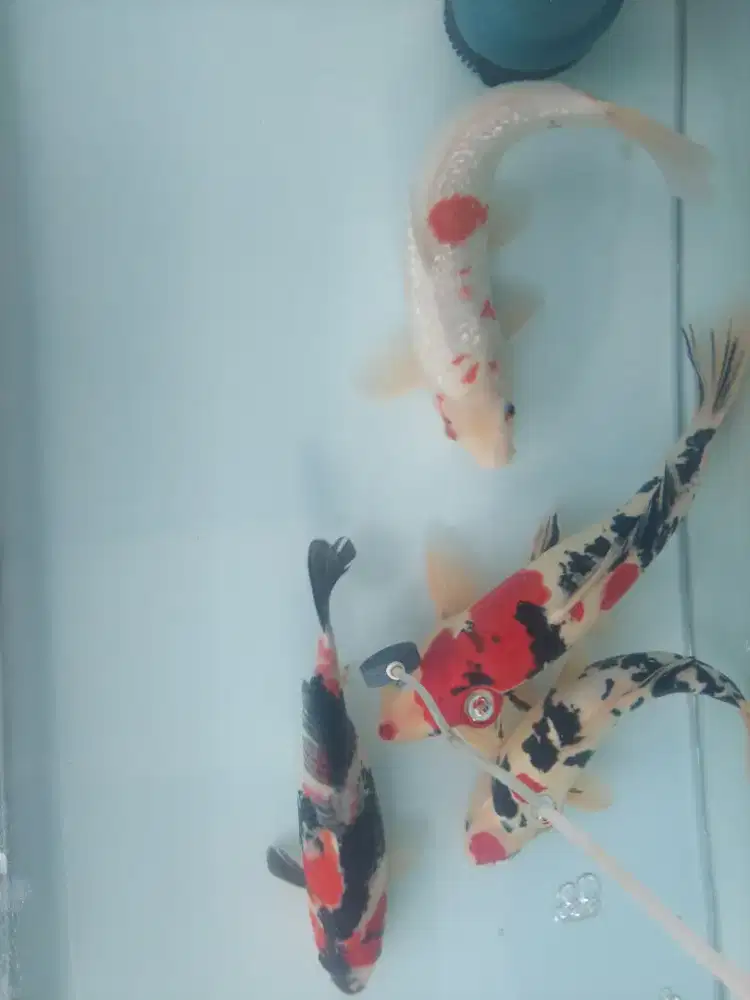 ikan koi cantik cantik
