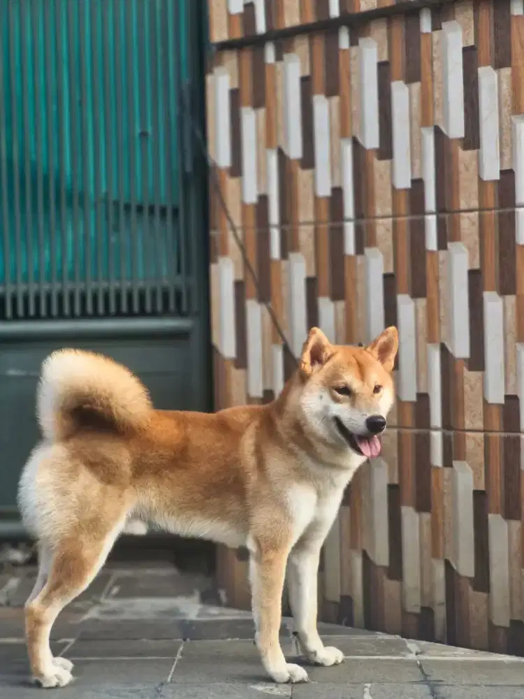 Shiba inu jantan import russia/japan/korea
