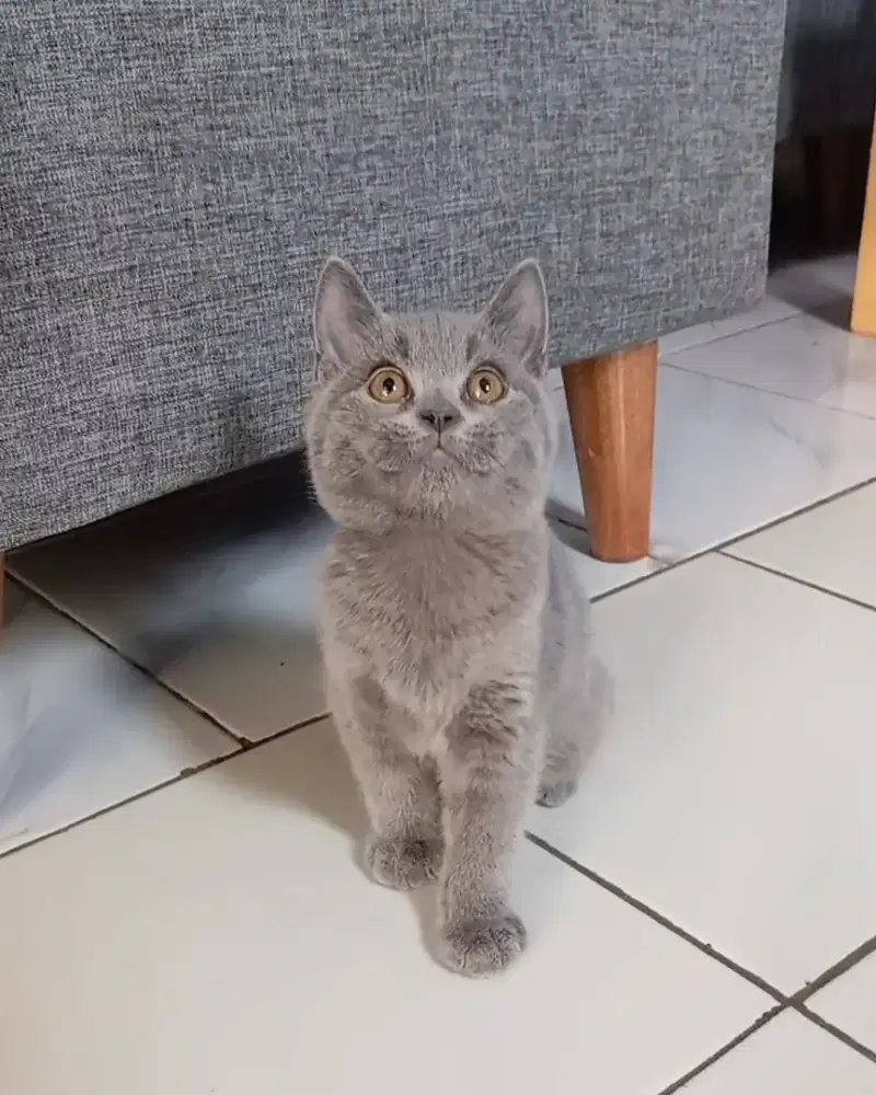 BRITISH SHORTHAIR / BSH BLUE