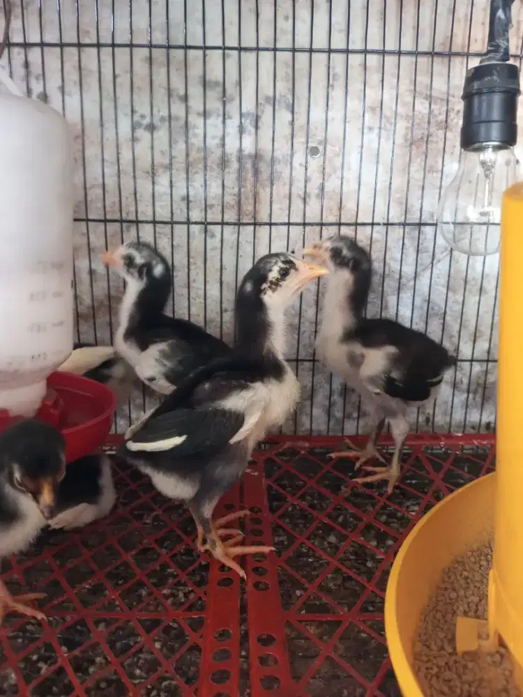 anak ayam bangkok