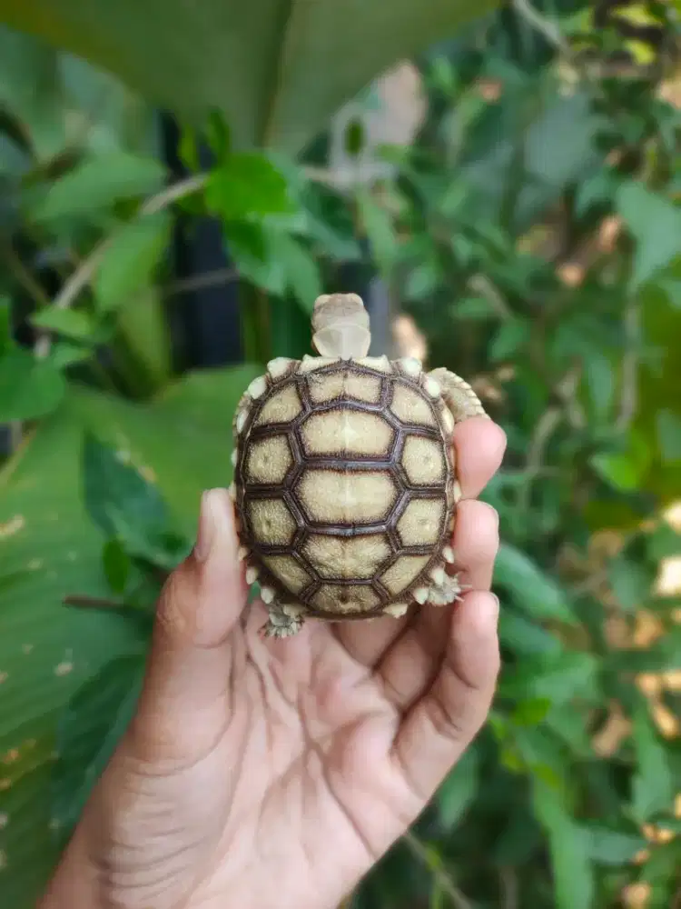 baby sulcata 5,3cm makan rakus doyan pelet