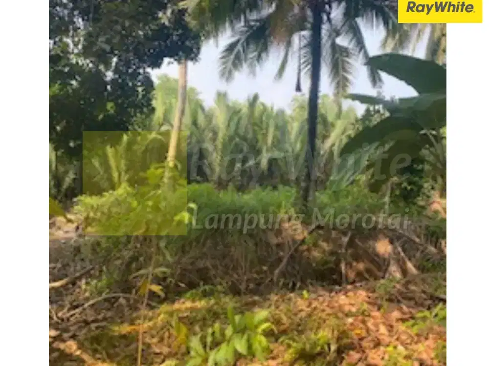 Dijual Tanah di Teluk Pandan Hanura, Pesawaran, lampung (Kode ALN 3611)