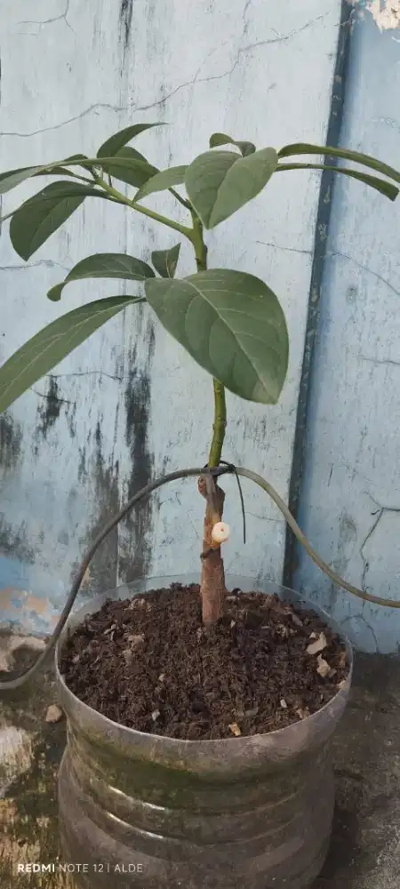 tambulampot alpukat