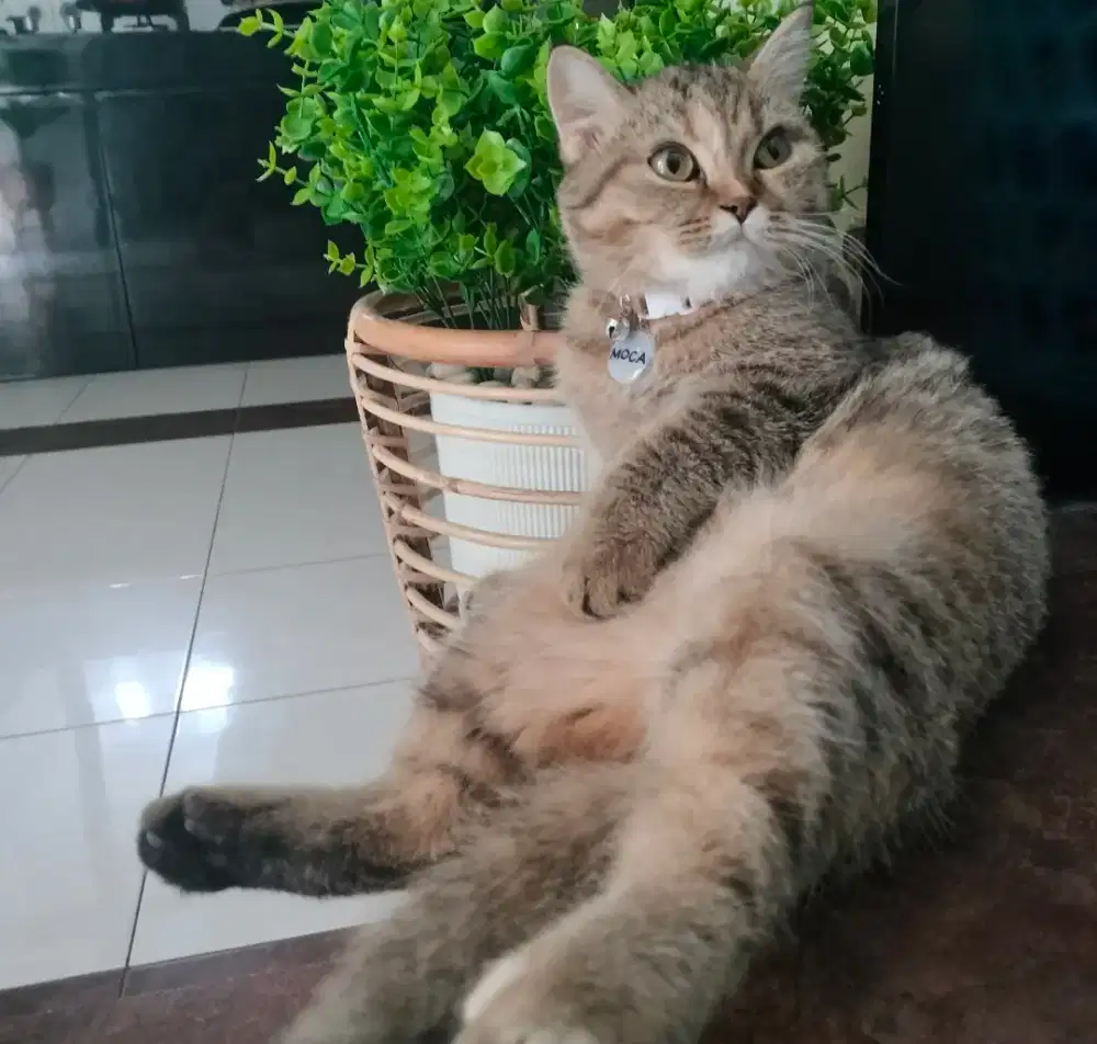 British Shorthair mix Scottish