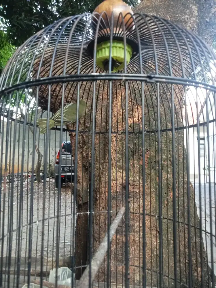 siapa tau ada yg minat burung cipoh betina