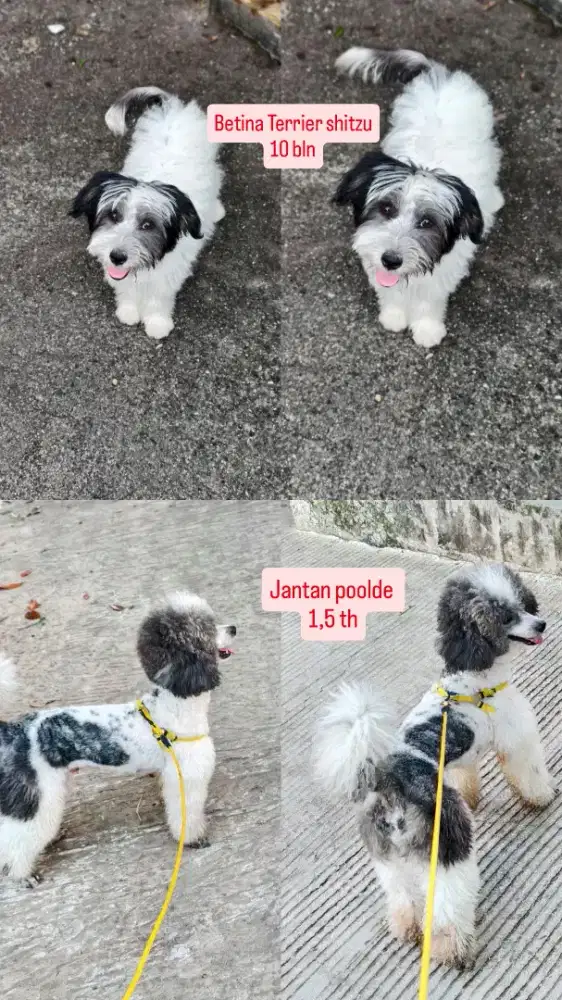 Sepasang anjing poodle dan Terrier bogor