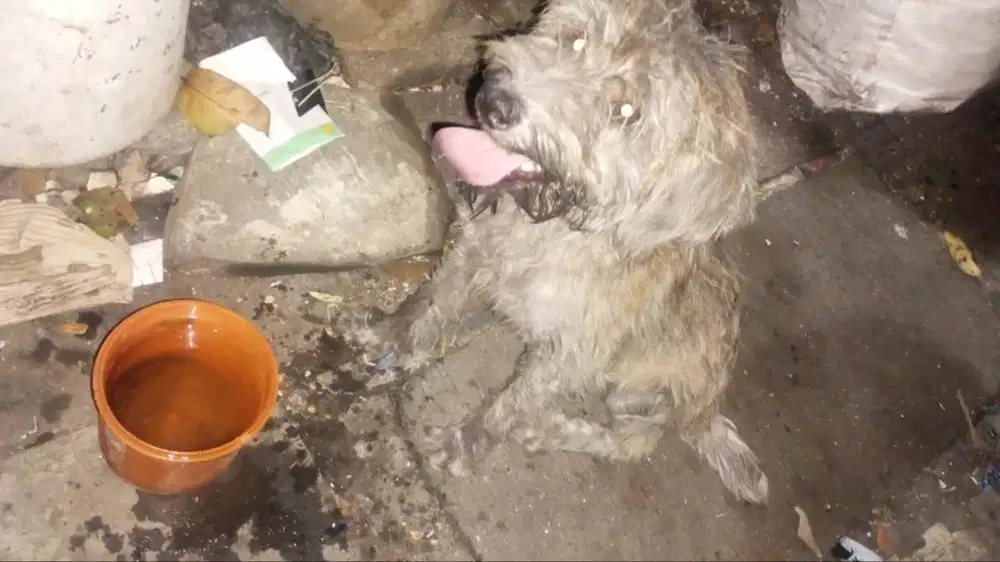 Hibah anjing maltese jantan penurut