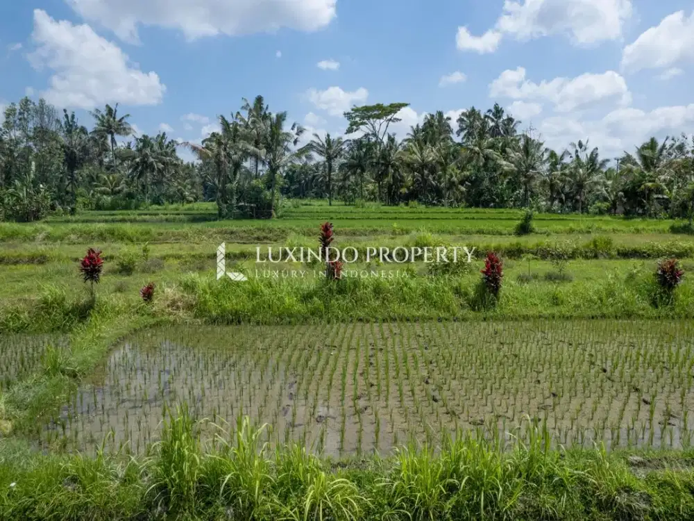 DISEWAKAN JANGKA PANJNAG TANAH 31 ARE DI PEJENG - Thumbnail 5