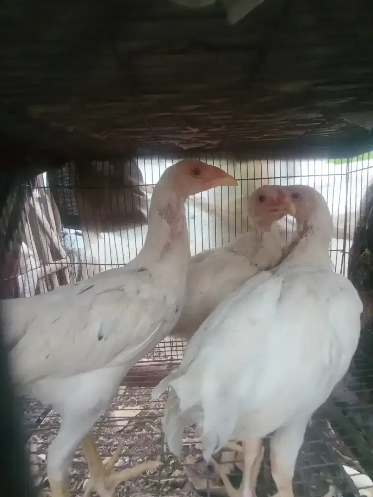 Ayam kampung putih 3 bulanan