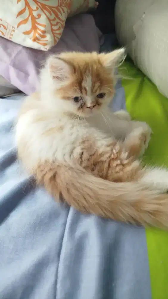 Kucing Persia Peaknose Long Hair