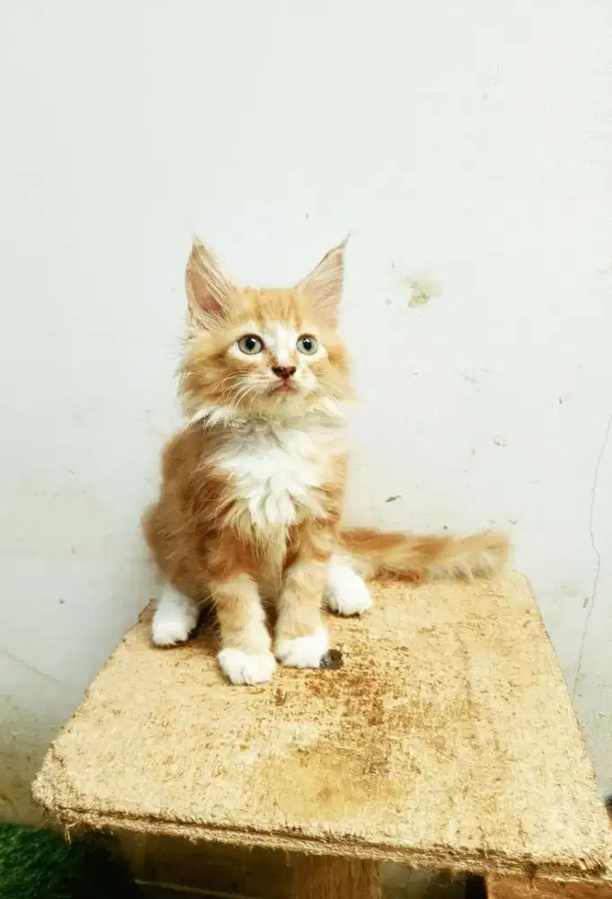MaineCoon Kitten Jantan Pure No mix. Induk Ped CFA Maine Coon