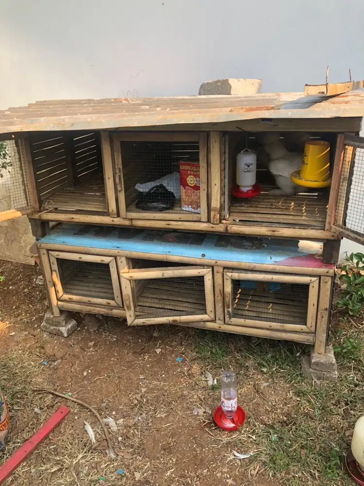 Kandang Kelinci atau kandang Ayam