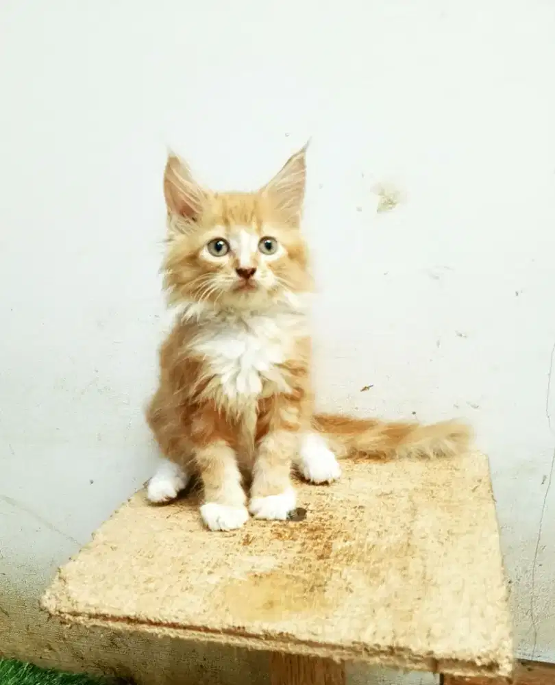 Kitten MaineCoon Jantan Pure Bkn mix.
