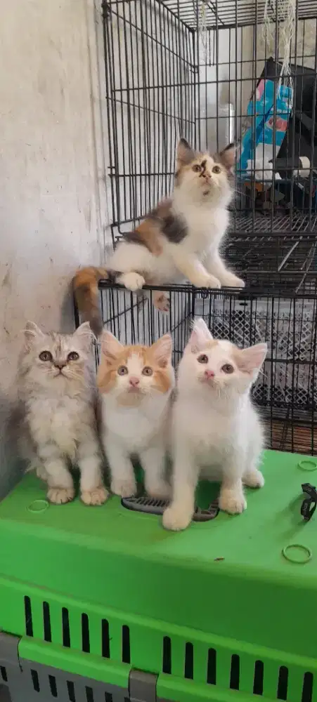 Kitten Munchkin non standar ( kaki normal)3 bulan