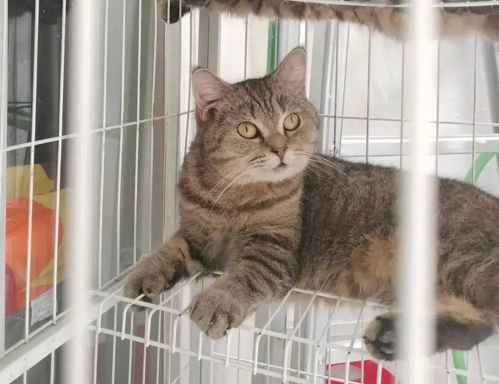 British Shorthair mix Scottish