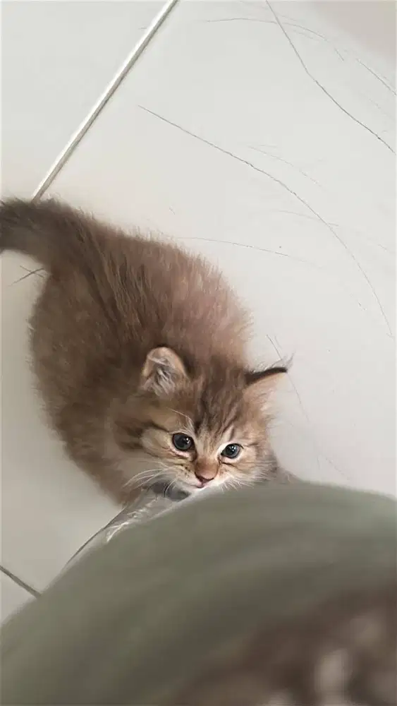 Open adop kitten
