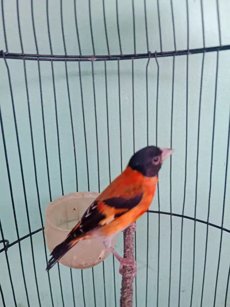Redsiskin rajin isian mewah+ kandang