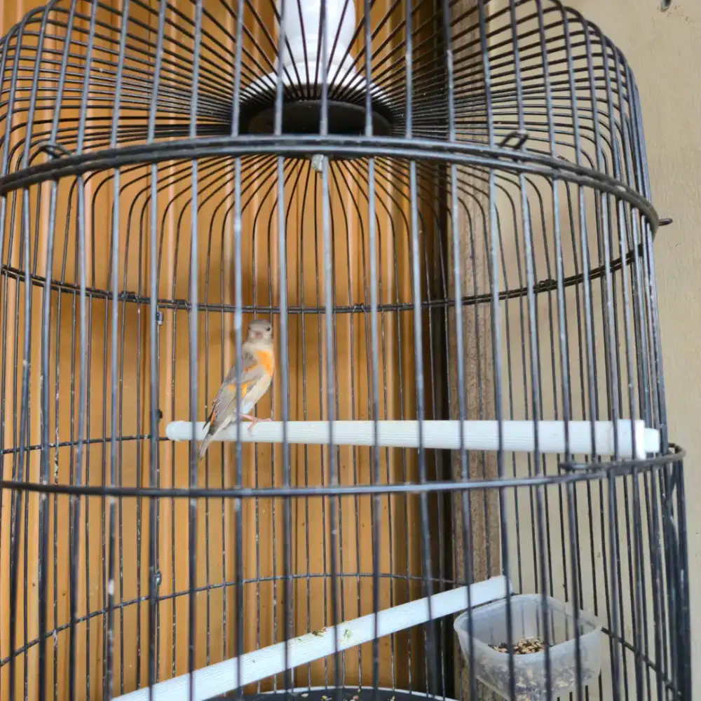 Redsiskin Dilute betina gacor