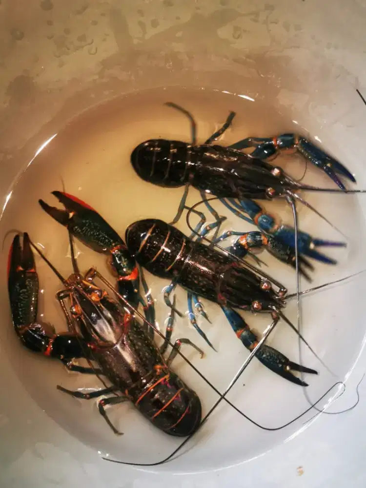 Dijual Paket Usaha Lobster