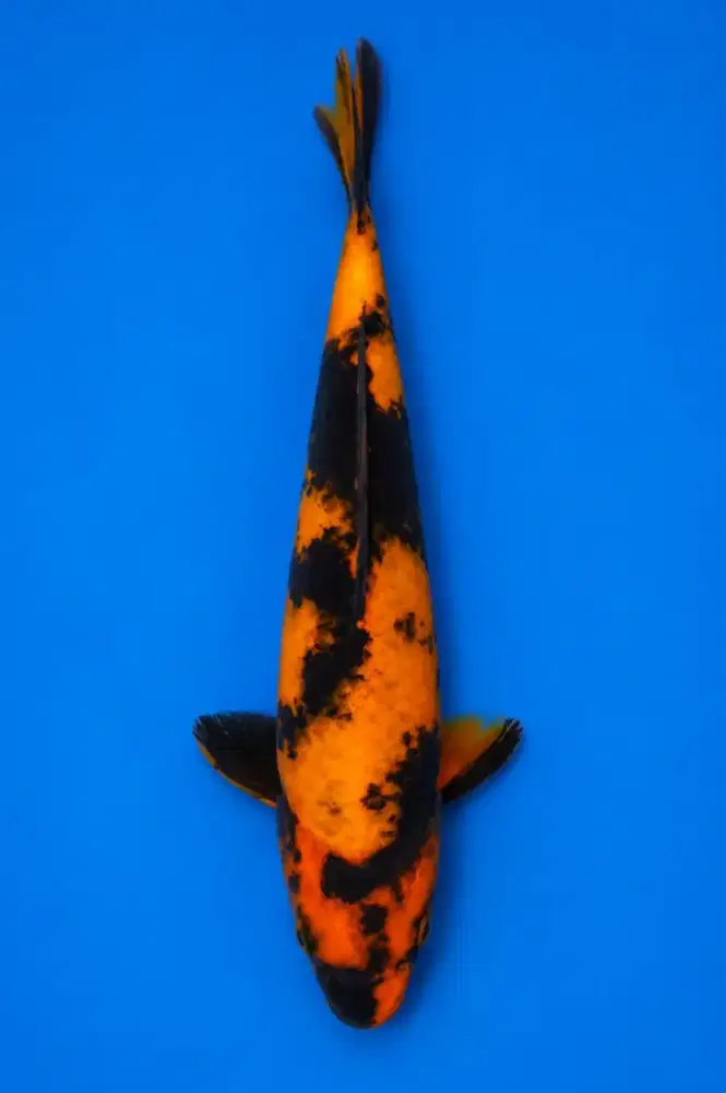 Koi Hi - Utsuri