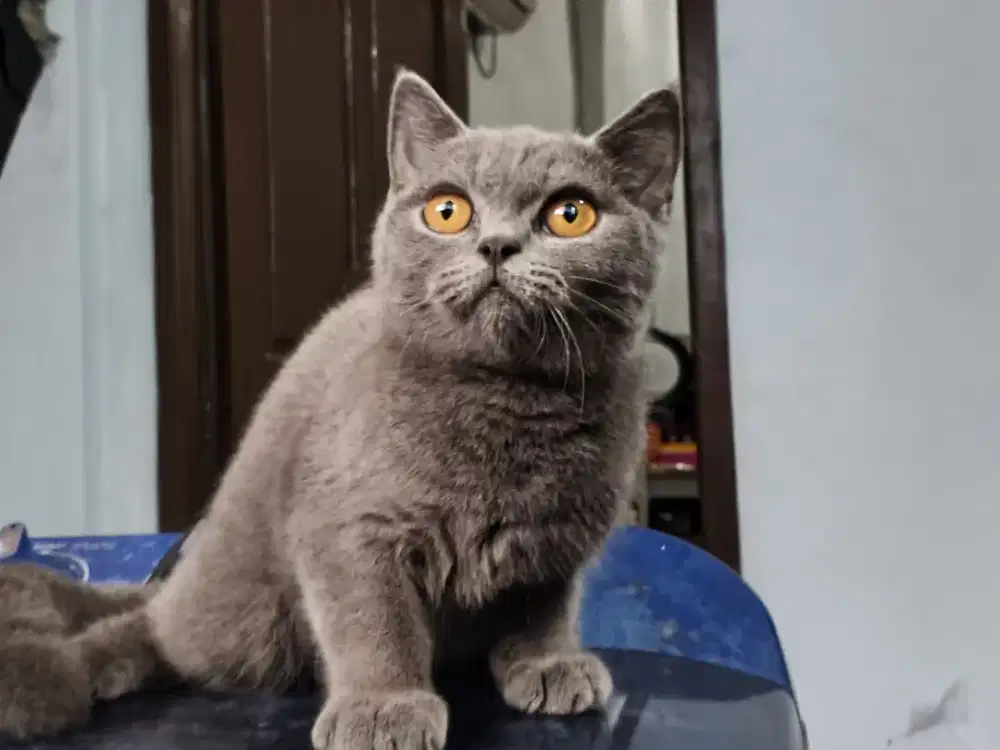 Kucing kitten bsh