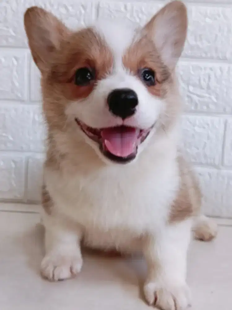 Jual Corgi Betina