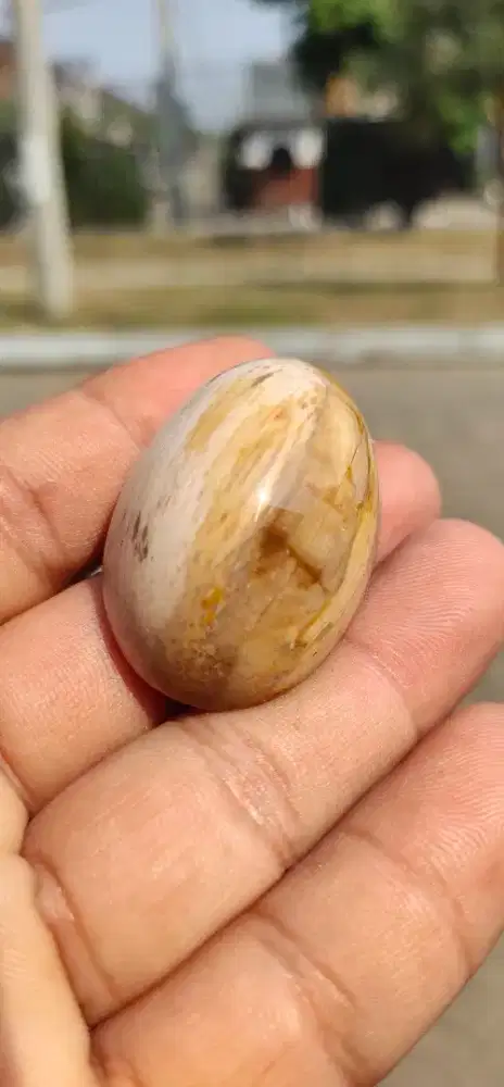 Batu Fosil Kelor Origin Palu Size B4B0n