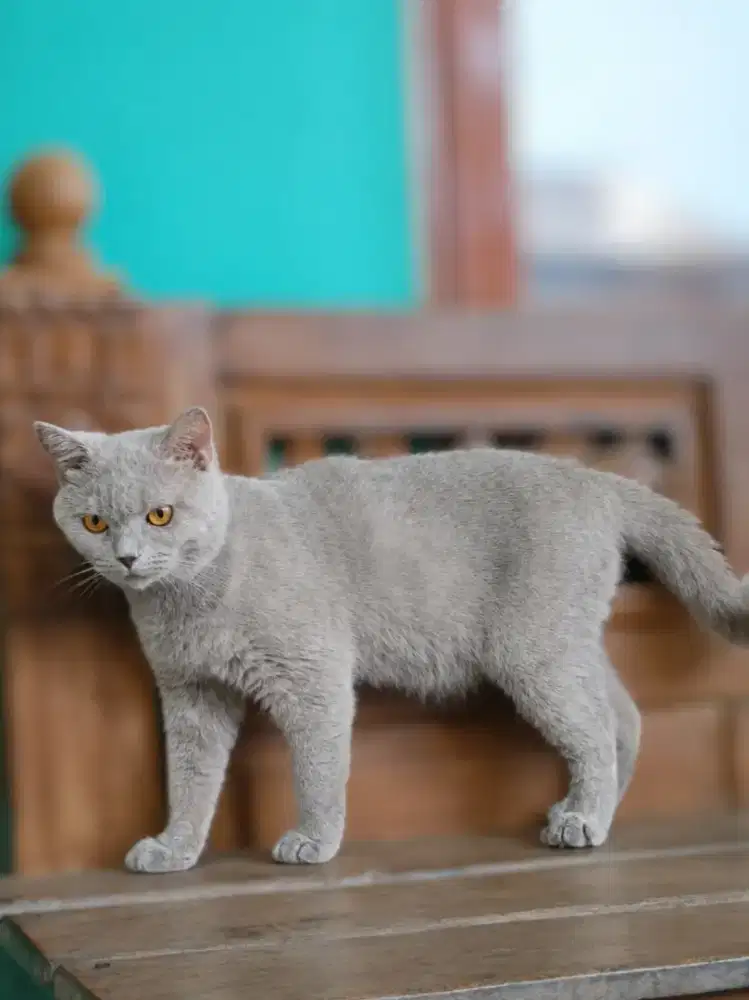 British Shorthair Lilac