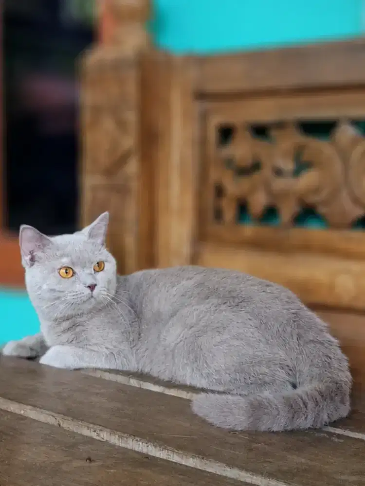 British Shorthair Lilac