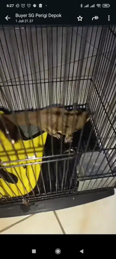 Sepasang Sugar Glider CG umur sekitar 10 bulan siap buat breading