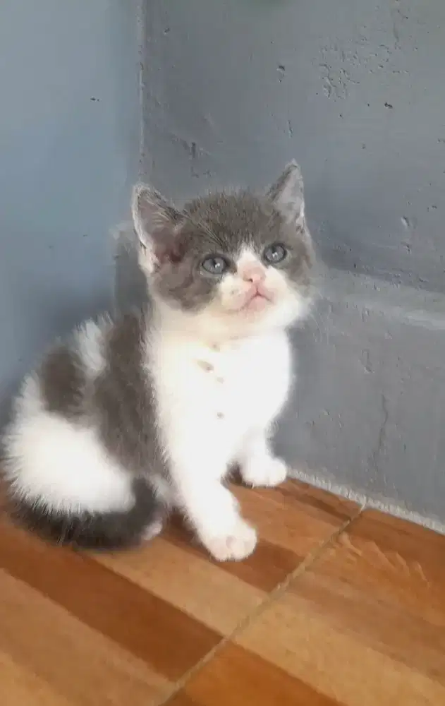 Kitten British shorthair