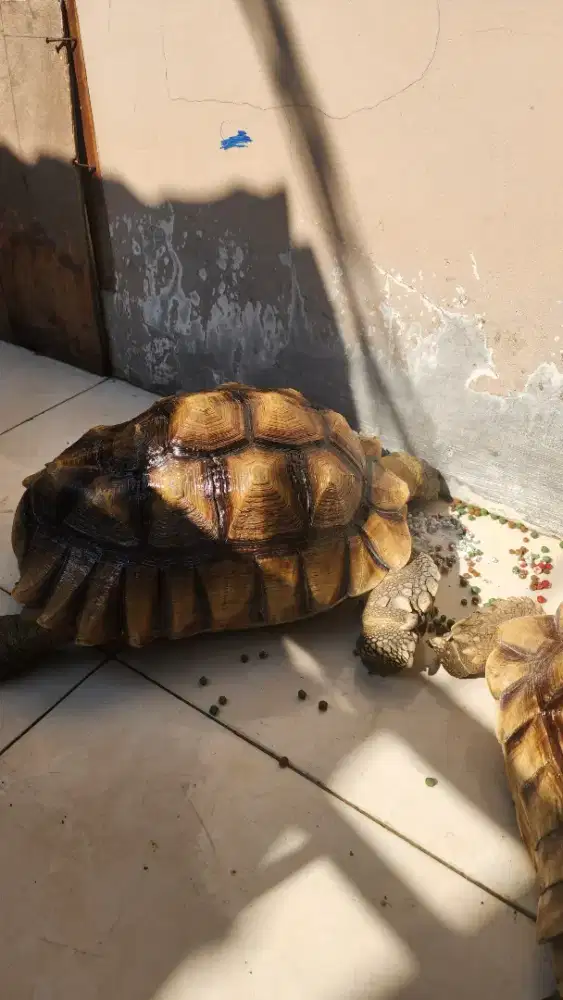 Sulcata Female 40cm up