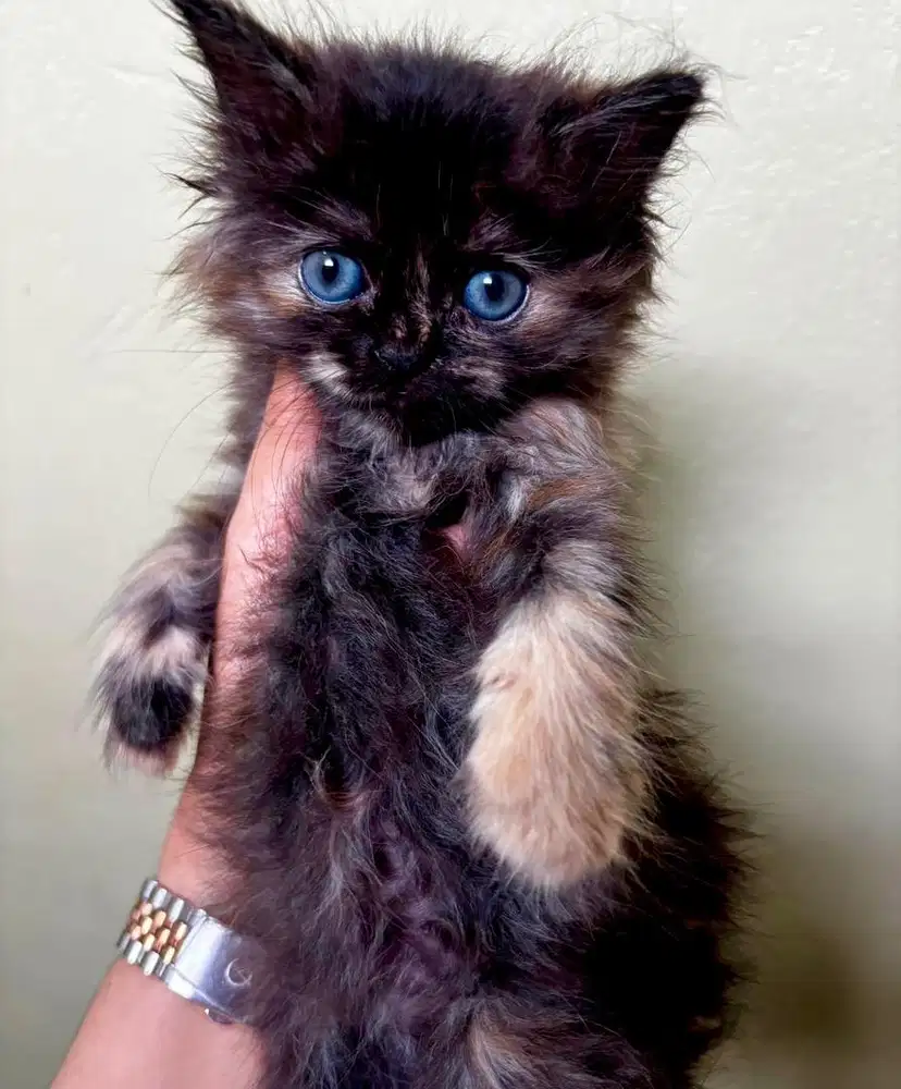 PERSIA FLATNOSE BETINA 2bln