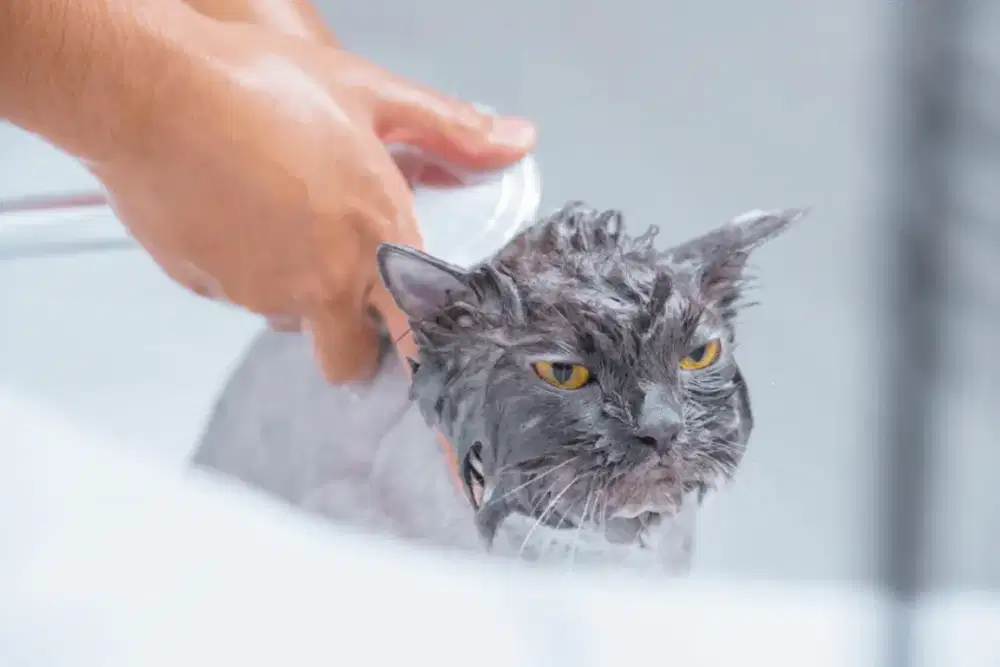 Assistan Rumah Tangga ART pekerjaan Karyawan Grooming Kucing